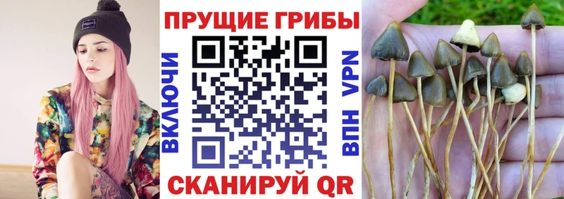цены   Чулым  маркетплейс официальный сайт  Псилоцибиновые грибы мухоморы  ОМГ ОМГ tor 